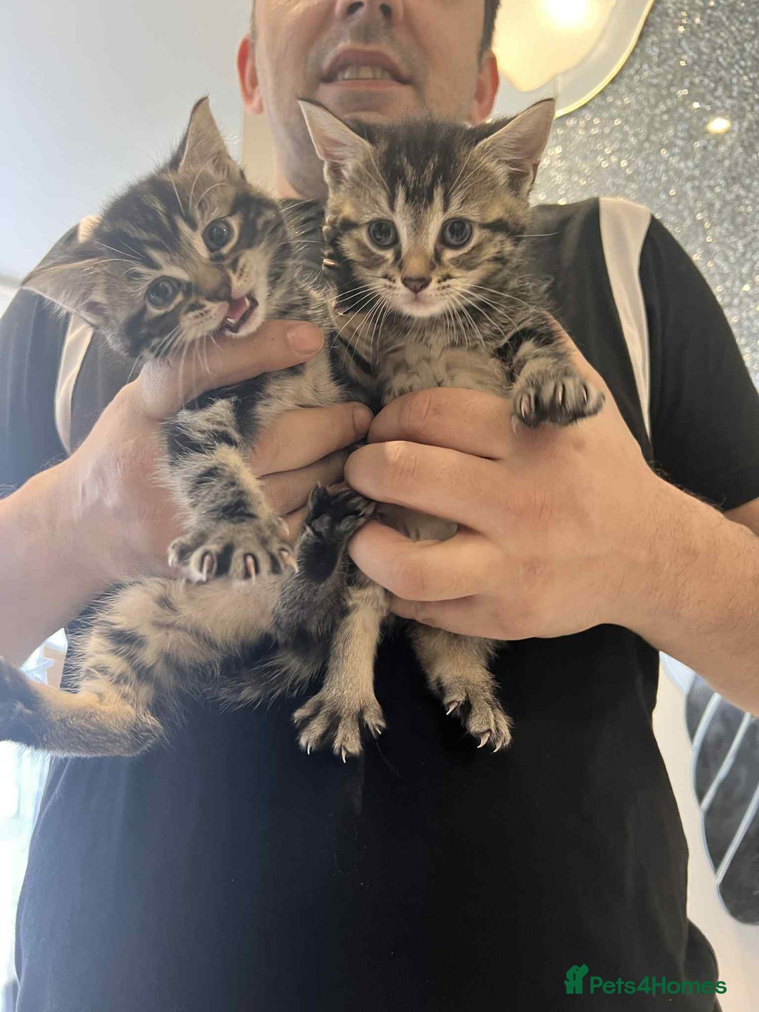 European cats for sale: Taby male kittens ready now - Advert 21