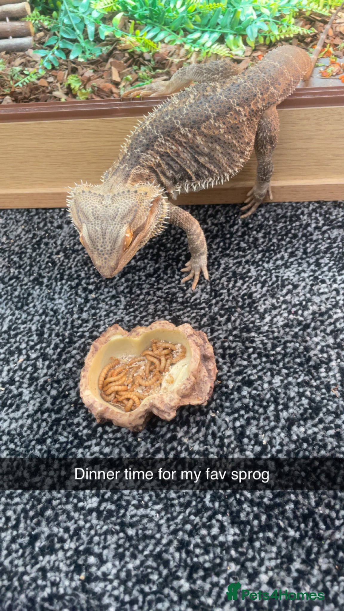 Bearded Dragon reptiles Bearded dragon with Viv  - Advert 3