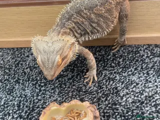Bearded Dragon reptiles Bearded dragon with Viv - Advert 3