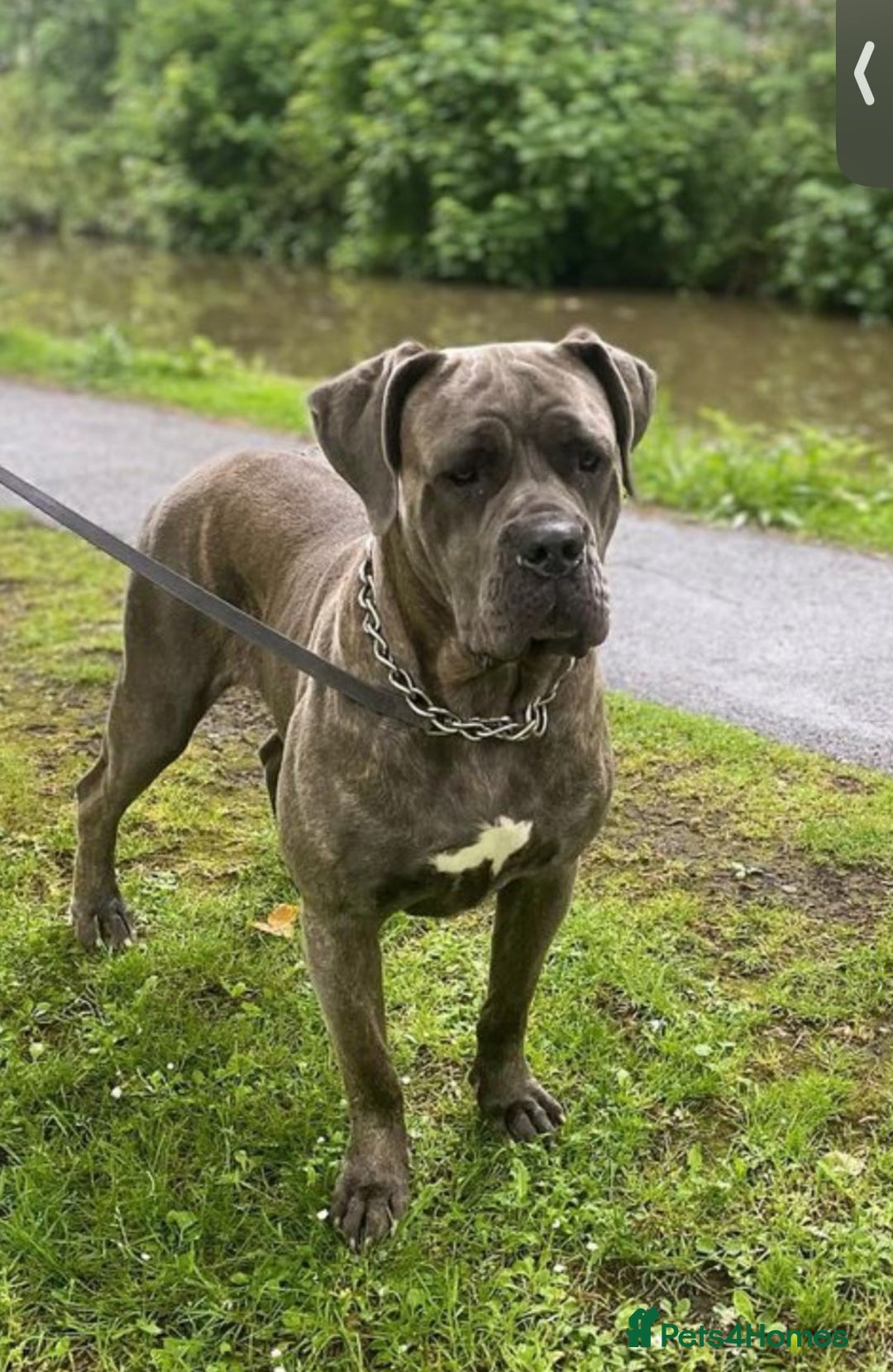 Cane Corso dogs for sale: Looking for Forever Home 🏠 - Advert 11
