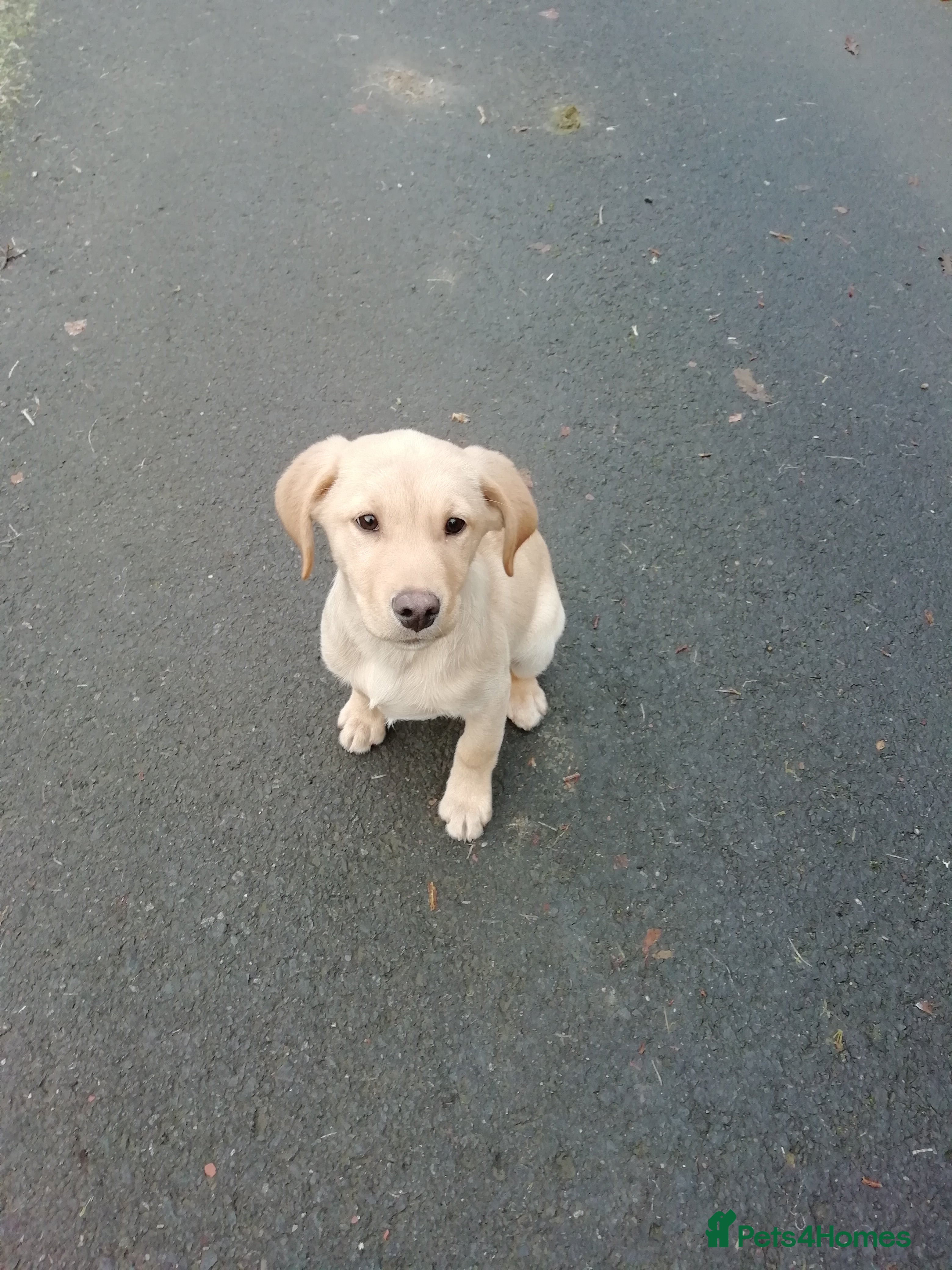 Labrador Retriever dogs Gorgeous KC Registered Labrador Pup - Advert 5
