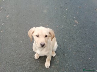 Labrador Retriever dogs Gorgeous KC Registered Labrador Pup - Advert 5