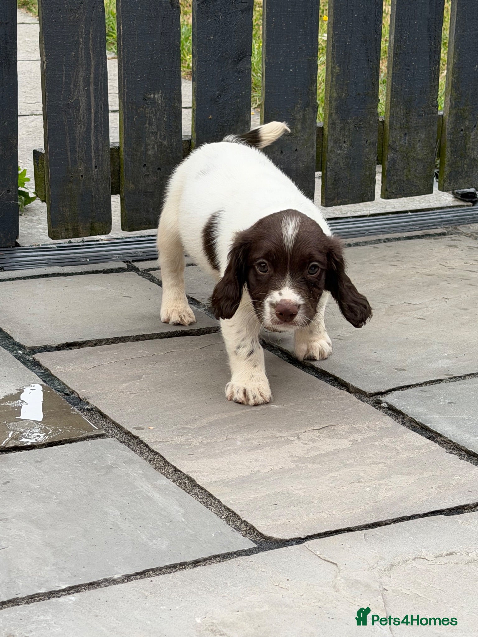 English Springer Spaniel dogs *Ready Sat 8th Aug* English Springer Spaniels - Advert 2