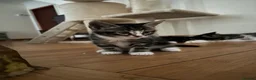 Mixed Breed cats for sale: Beautiful & Bonnie Boys & Mumma - Advert 3