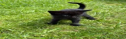 Mixed Breed cats for sale: Black kittens male and female  in Walsall - Advert 5