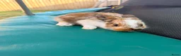 Mixed Breed rabbits for sale: Bunnies  in Newark - Advert 4