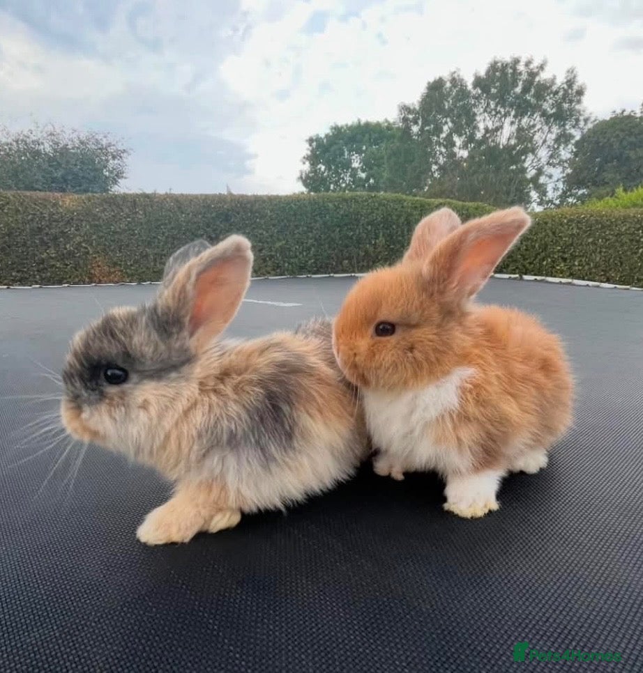 Mini Lop rabbits 🐰Pure Bred Mini Lop Does 16W  ~ Ready now🐰 - Advert 1
