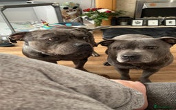 Mixed Breed dogs for sale: Male staff cross - Image 6