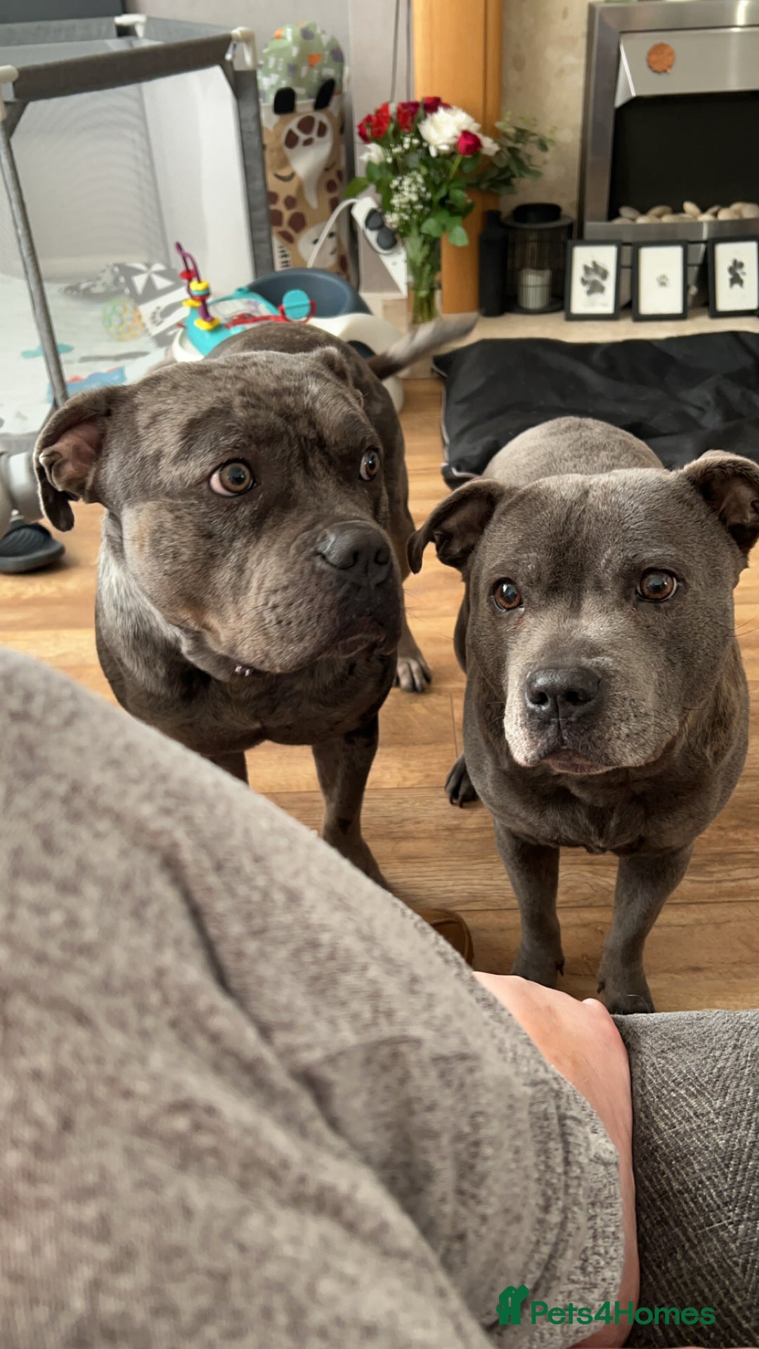 Mixed Breed dogs for sale: Male staff cross - Image 6