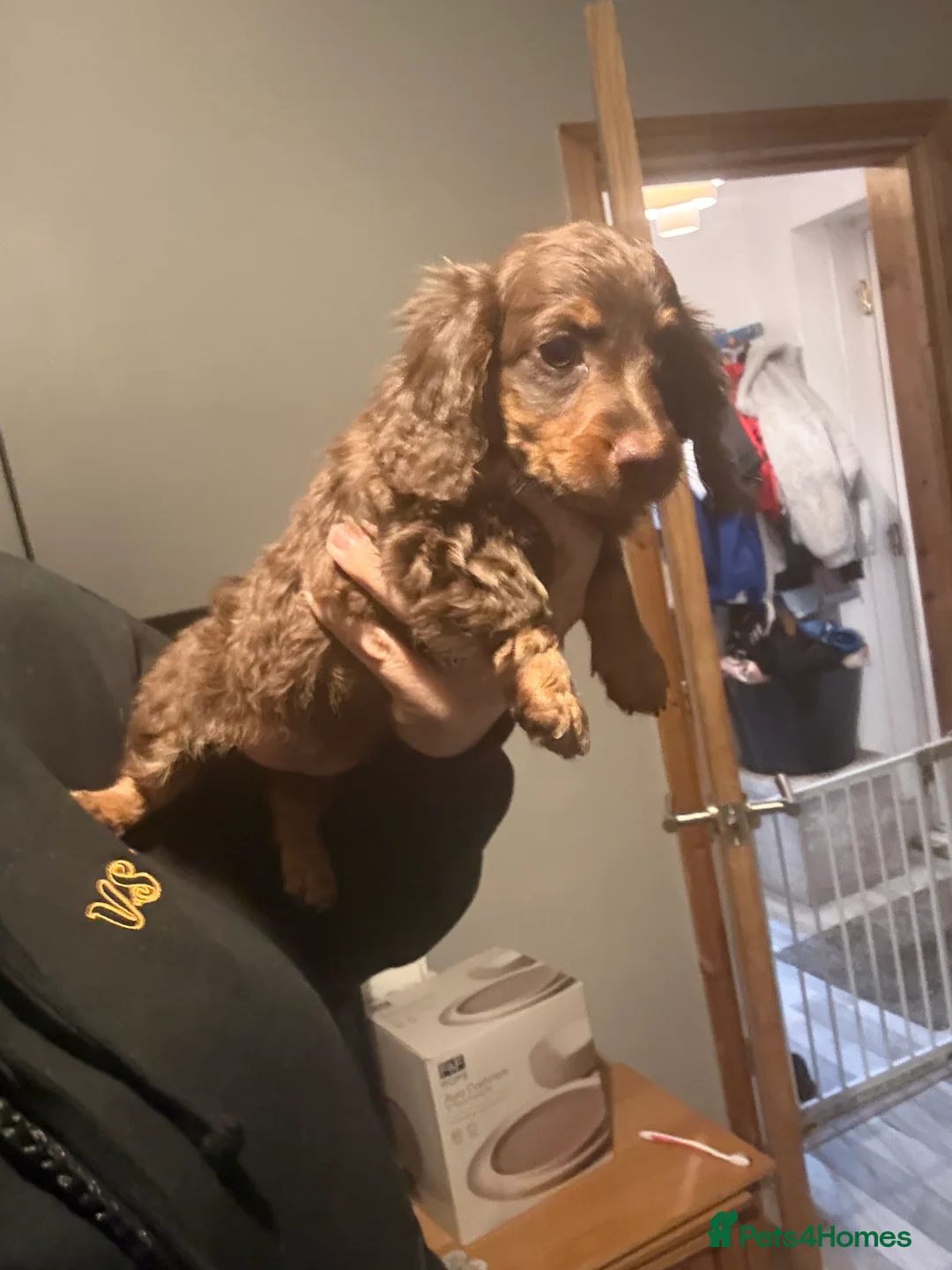 Dachshund dogs for sale: Beautiful dashhounds - Advert 4