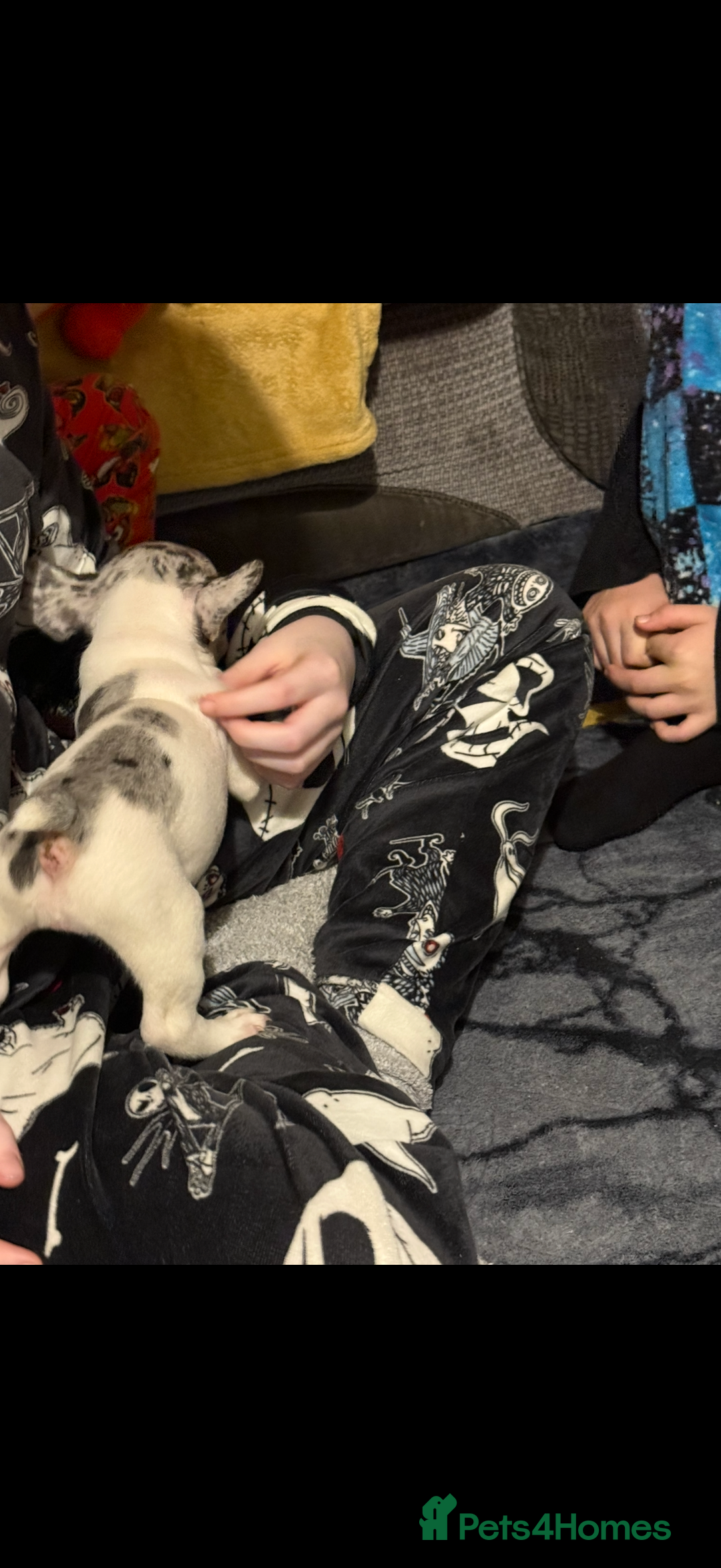 French Bulldog dogs for sale: French Bulldog Puppies 3 Male 4 Female  - Image 27