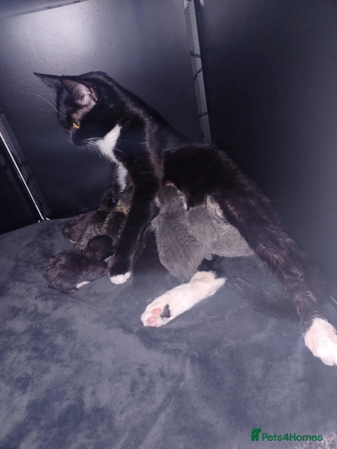 Maine Coon cats for sale: Little Half Main Coons - Advert 34