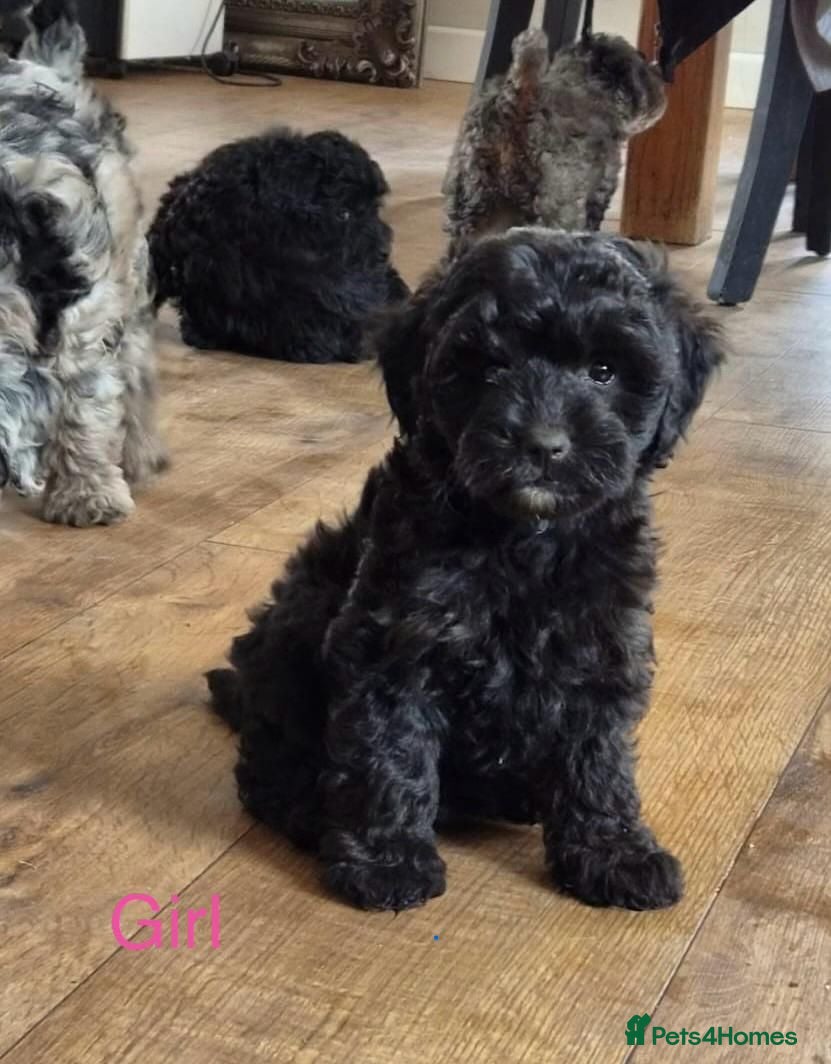 Cockapoo dogs F1B Miniature Poodle x Cockapoo  - Advert 2
