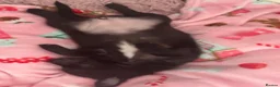 Mixed Breed dogs for sale: Jackaranian - Advert 2