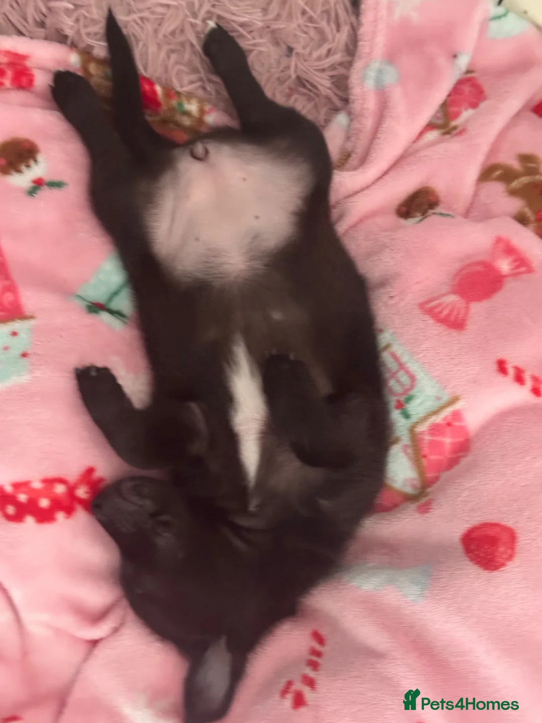 Mixed Breed dogs for sale: Jackaranian - Advert 2