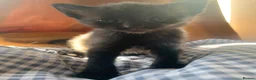 Mixed Breed cats for sale: 5 Stunning Kittens - Advert 5