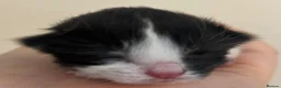 Mixed Breed cats for sale: Adorable kitten for sale, ready now! - Advert 7