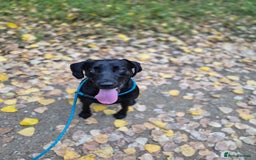 Labrador Retriever dogs for sale: Rehome lovely peach - Image 5