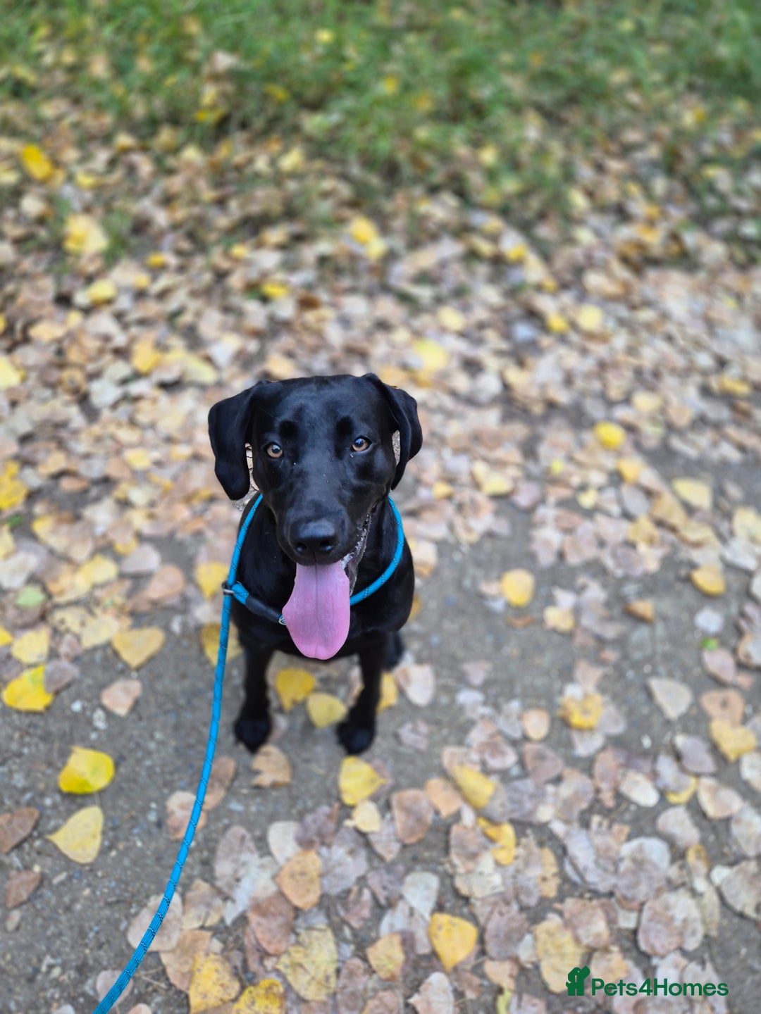 Labrador Retriever dogs for sale: Rehome lovely peach - Image 5