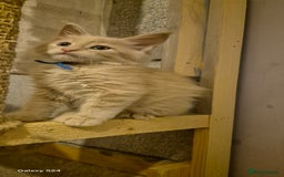 Maine Coon cats for sale: Maine Coon kittens Glasgow  - Image 15