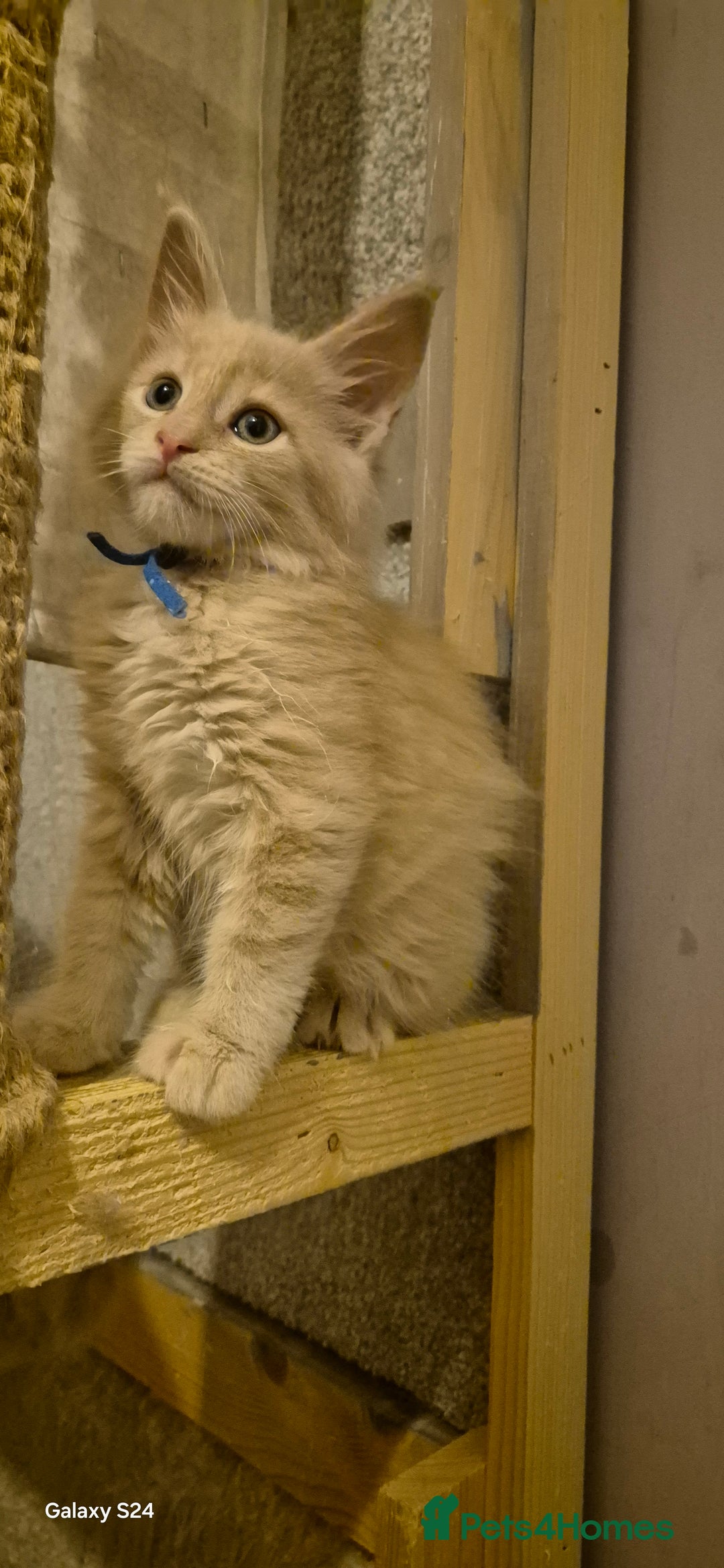 Maine Coon cats for sale: Maine Coon kittens Glasgow  - Image 15