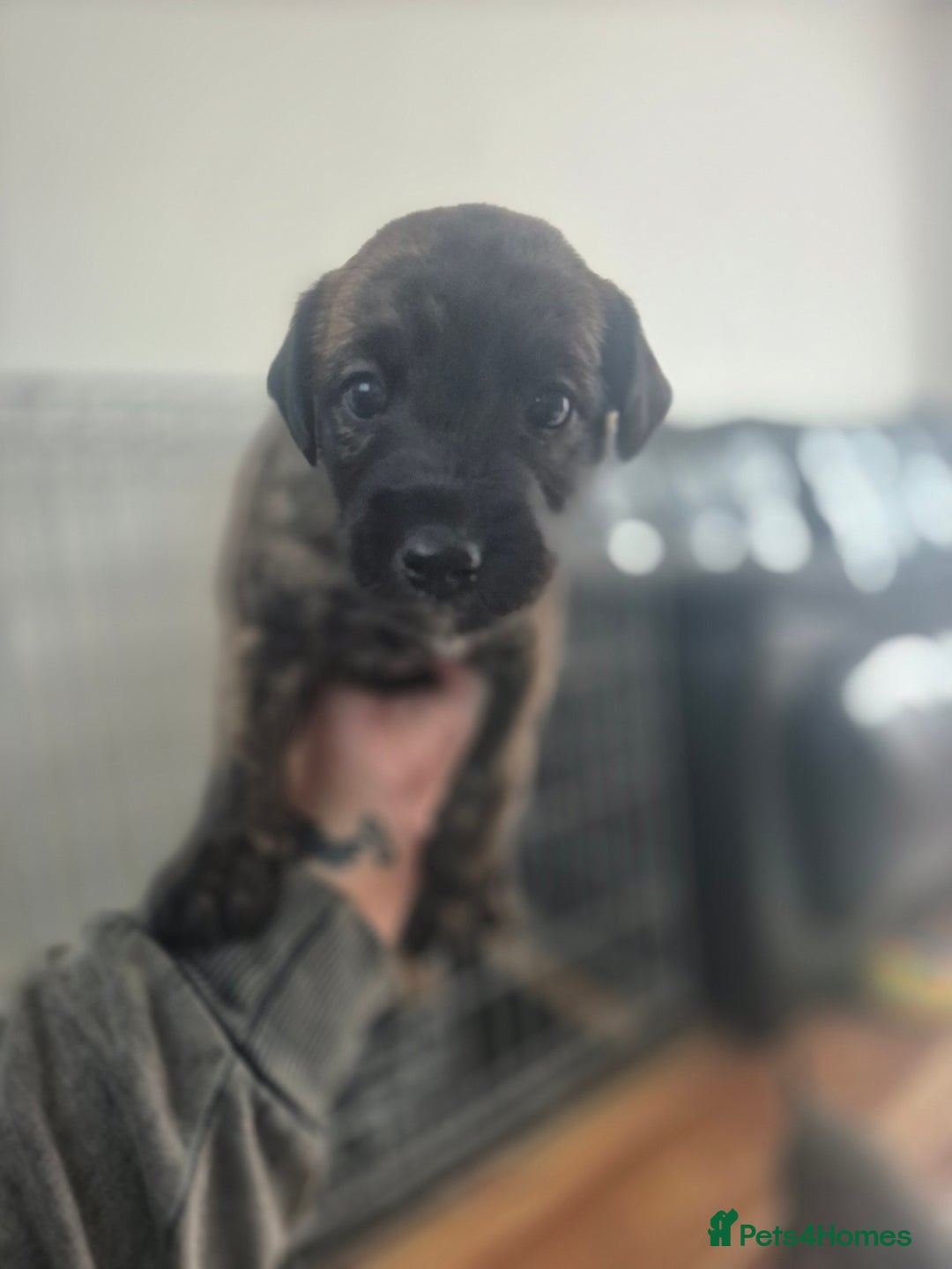 Whippet dogs for sale: Whippet puppies for sale  - Image 6