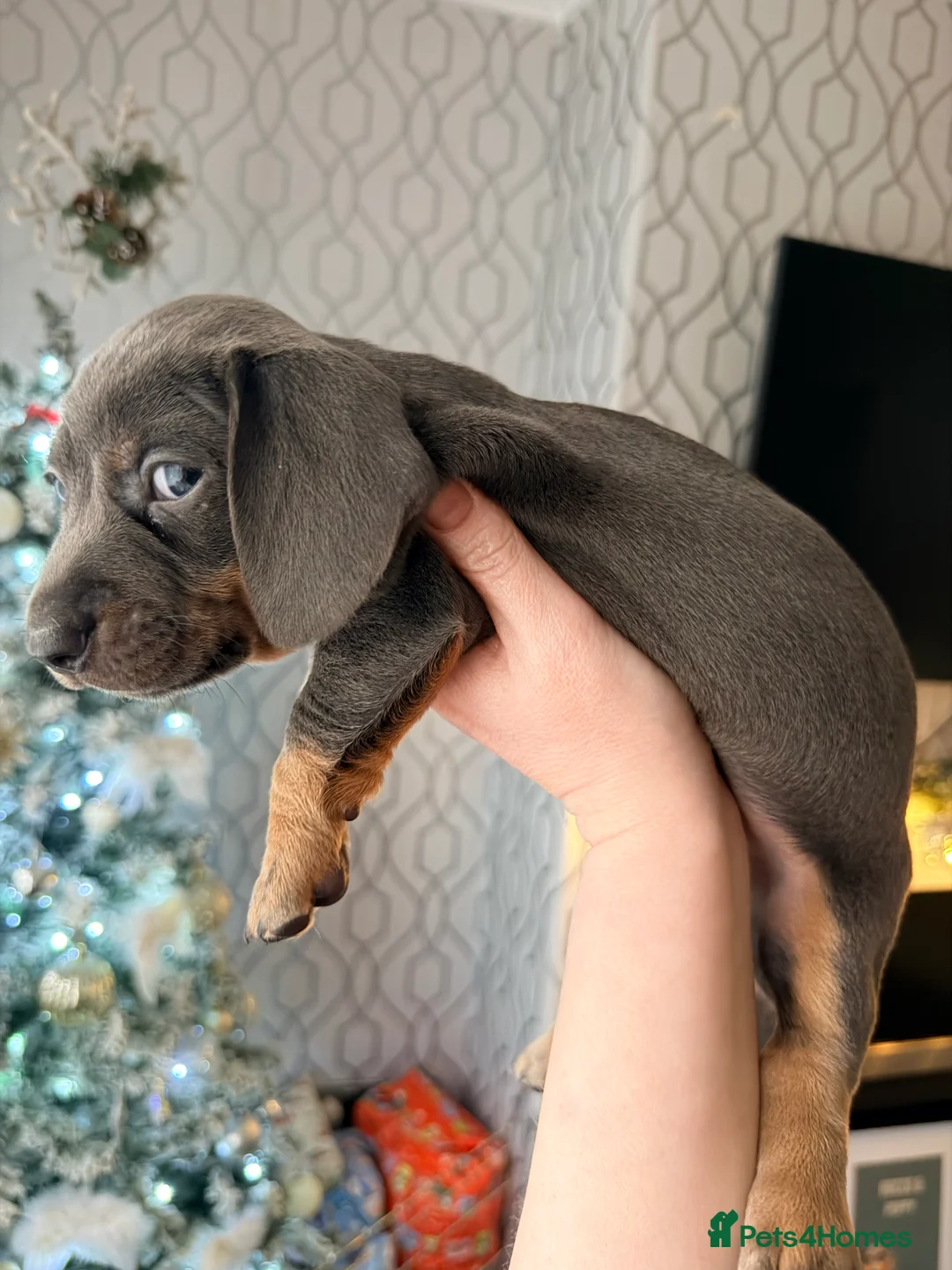 Dachshund dogs for sale:  Family dogs first puppies - stunning Dachshunds  - Advert 27