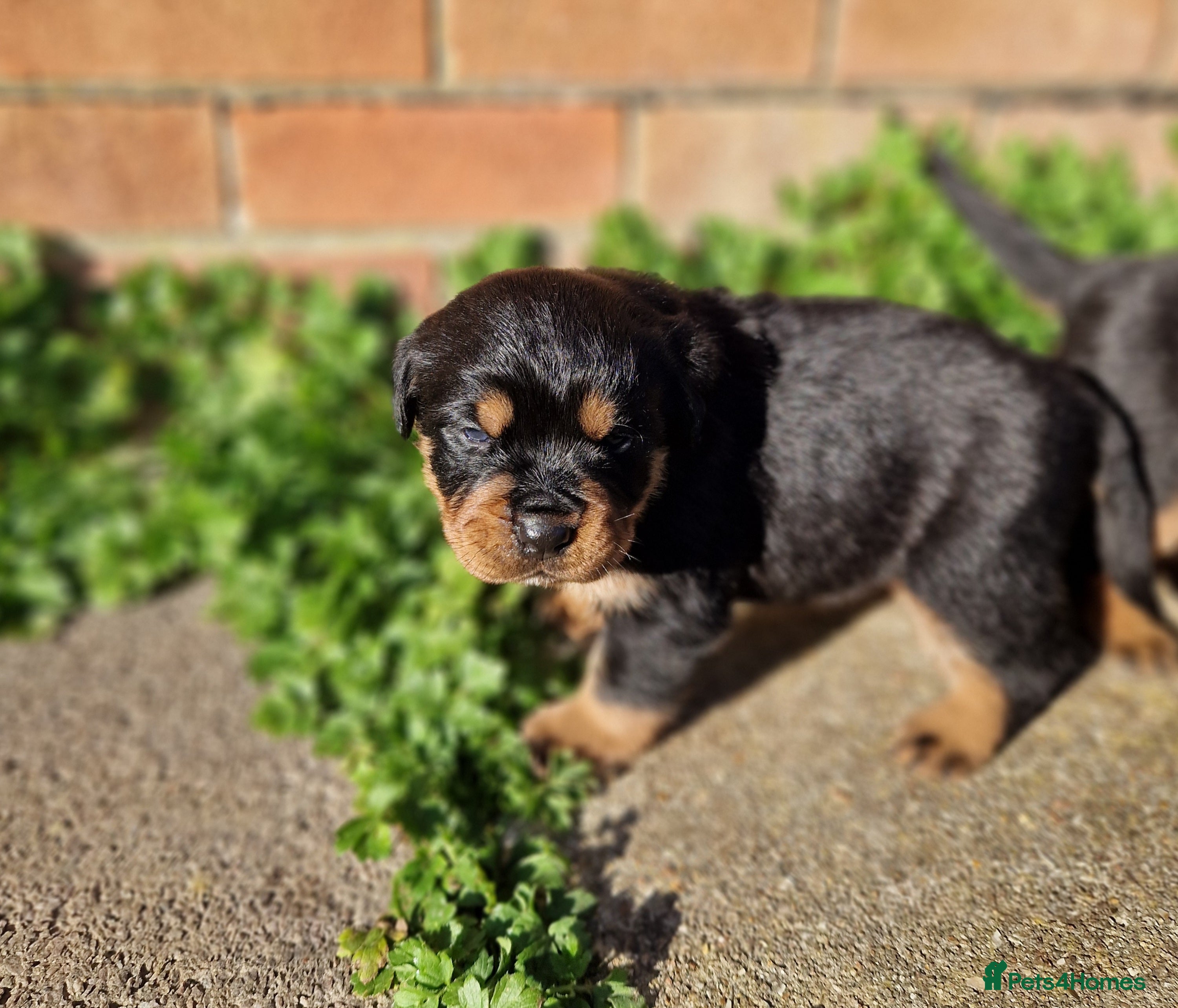 Rottweiler dogs One Chunky Male Rottweiler Puppy Left - Advert 10