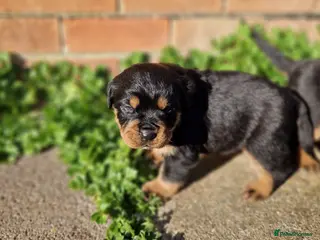 Rottweiler dogs One Chunky Male Rottweiler Puppy Left - Advert 10