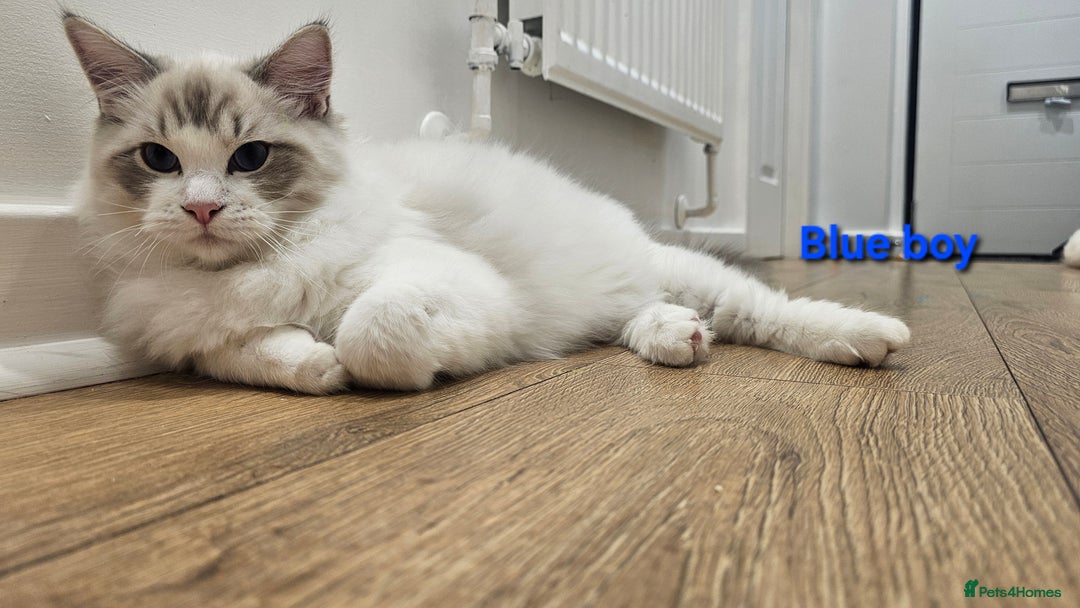 Ragdoll cats for sale: Pedegree Active Gccf 2 boys left  - Advert 9