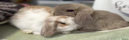 Mini Lop rabbits for sale: Gorgeous, friendly baby mini lops *vaccinated* - Advert 11