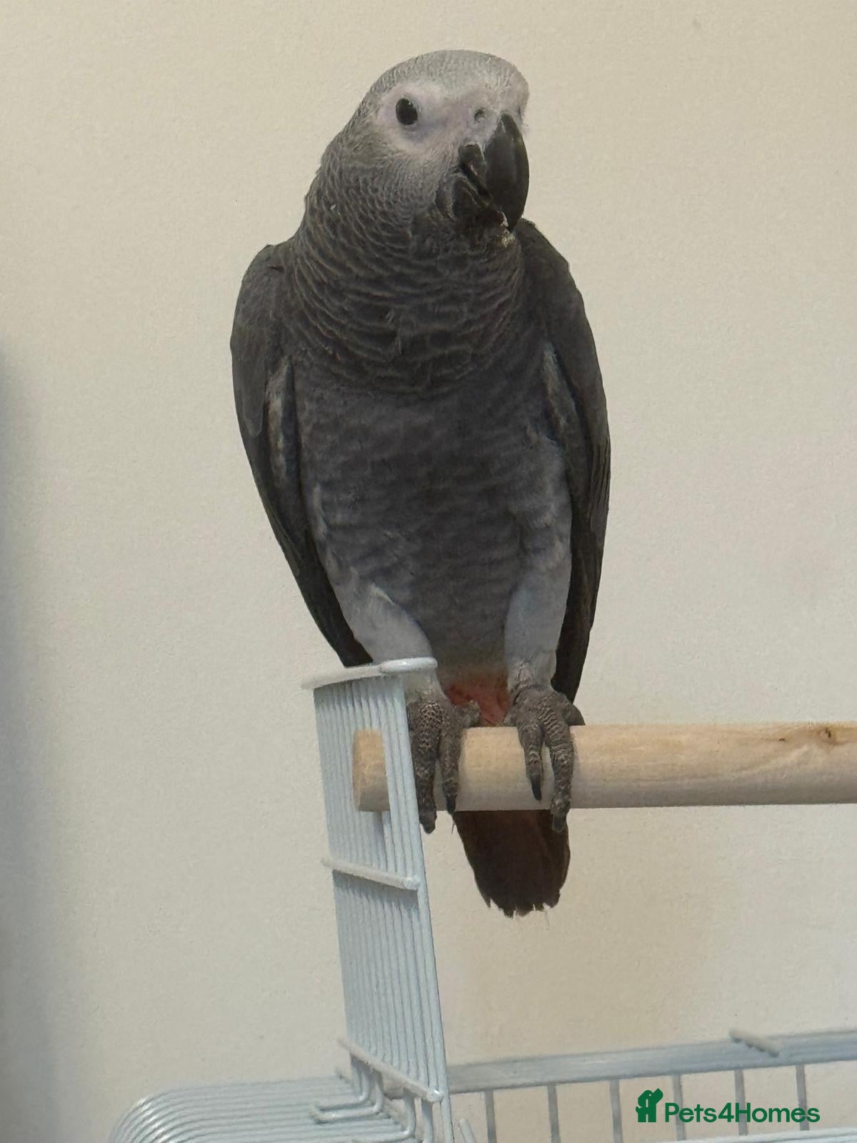 Parrots birds Head Reared African Grey 5 months old talking bird - Advert 3