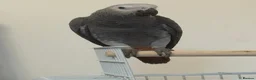 Parrots birds for sale: Head Reared African Grey 5 months old talking bird - Advert 1