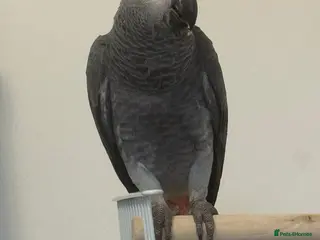 Parrots birds Head Reared African Grey 5 months old talking bird - Advert 3