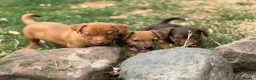 Jack Russell dogs for sale: Three gorgeous jack russell pups  - Advert 14