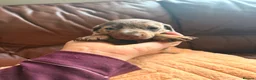 Miniature Dachshund dogs for sale: Miniature Dachshund Puppies - Advert 36