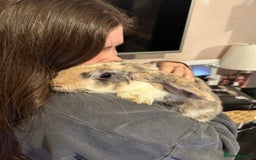 French Lop rabbits for sale: Rehoming my 11month old Male NEUTERED rabbit  - Image 1