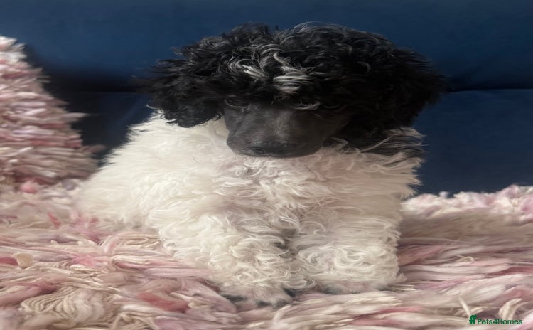 Toy Poodle dogs - Advert 6