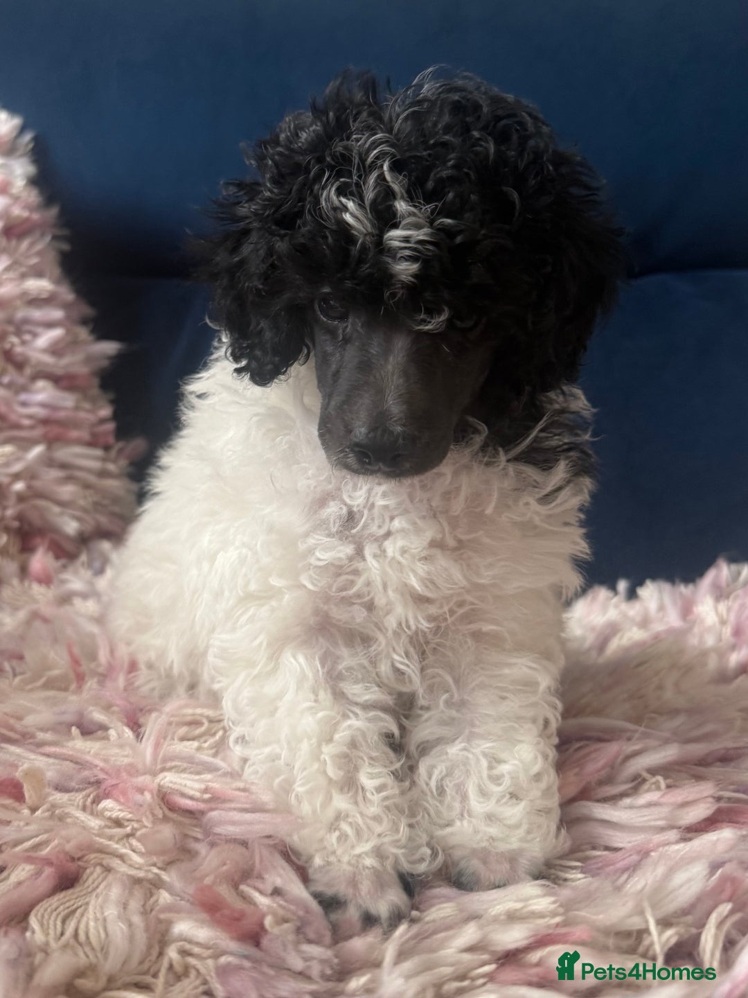 Toy Poodle dogs for sale: Rare parti poodle puppies - Image 1