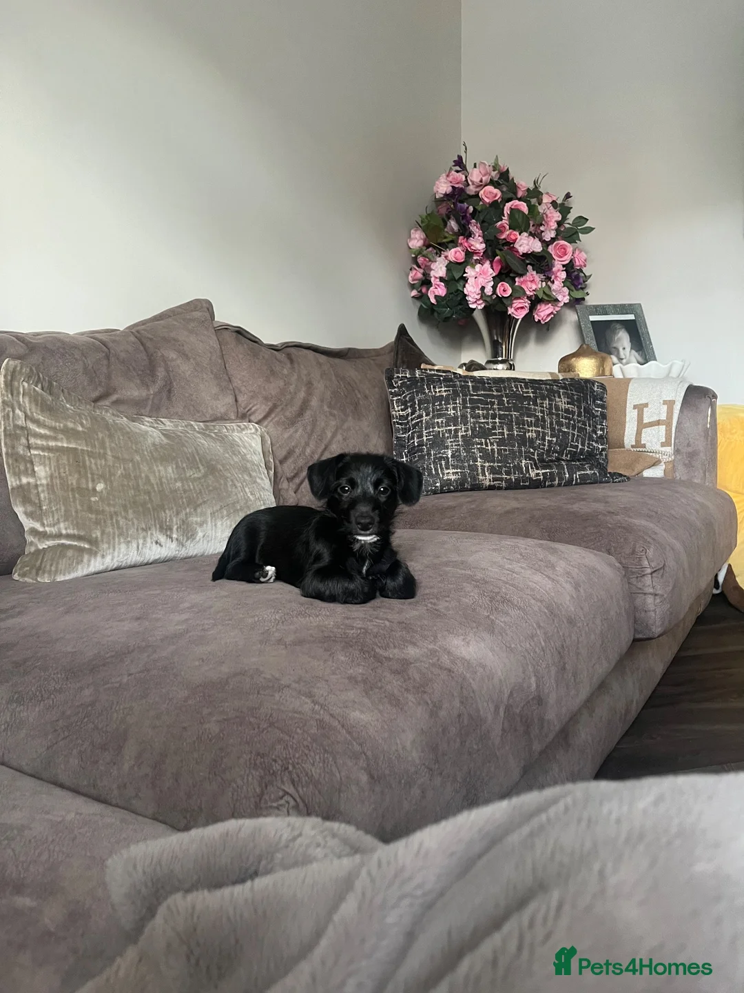 Jack Russell dogs for sale: Jack Russell cross  - Advert 1
