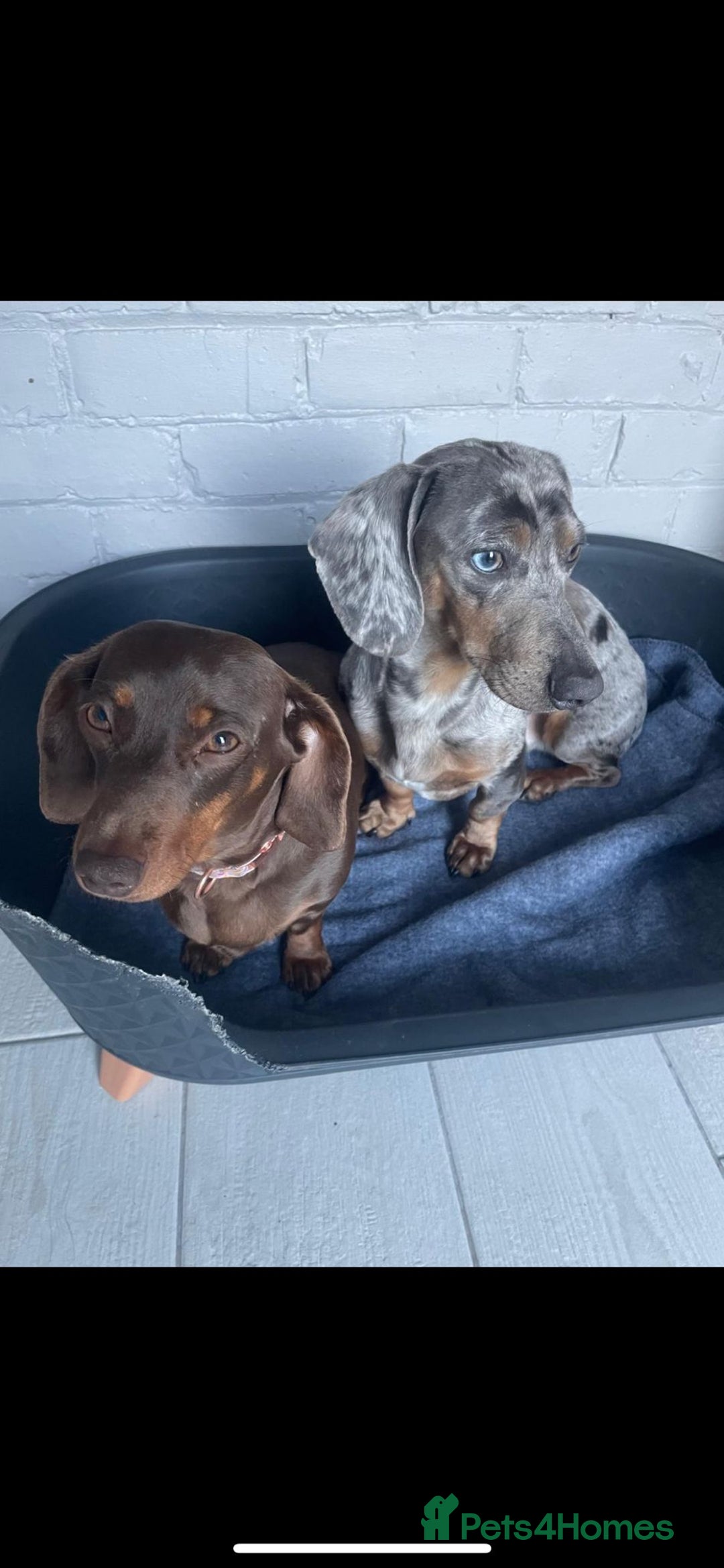 Miniature Dachshund dogs for sale: Adorable miniature dachshund long hair fully vac - Image 11