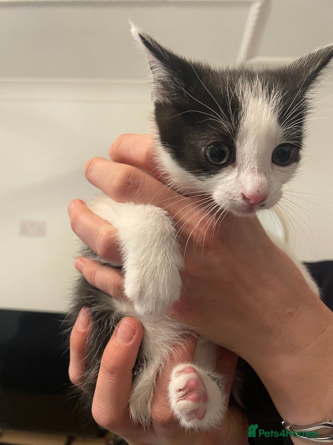 Mixed Breed cats for sale: 2 beautiful mixed European female kittens  - Image 6