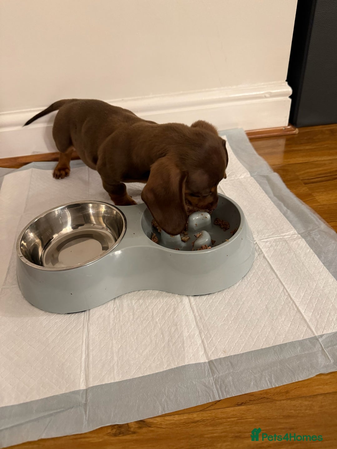 Miniature Dachshund dogs for sale: Miniature Dachshund Male Puppy Chocolate Tan - Advert 3