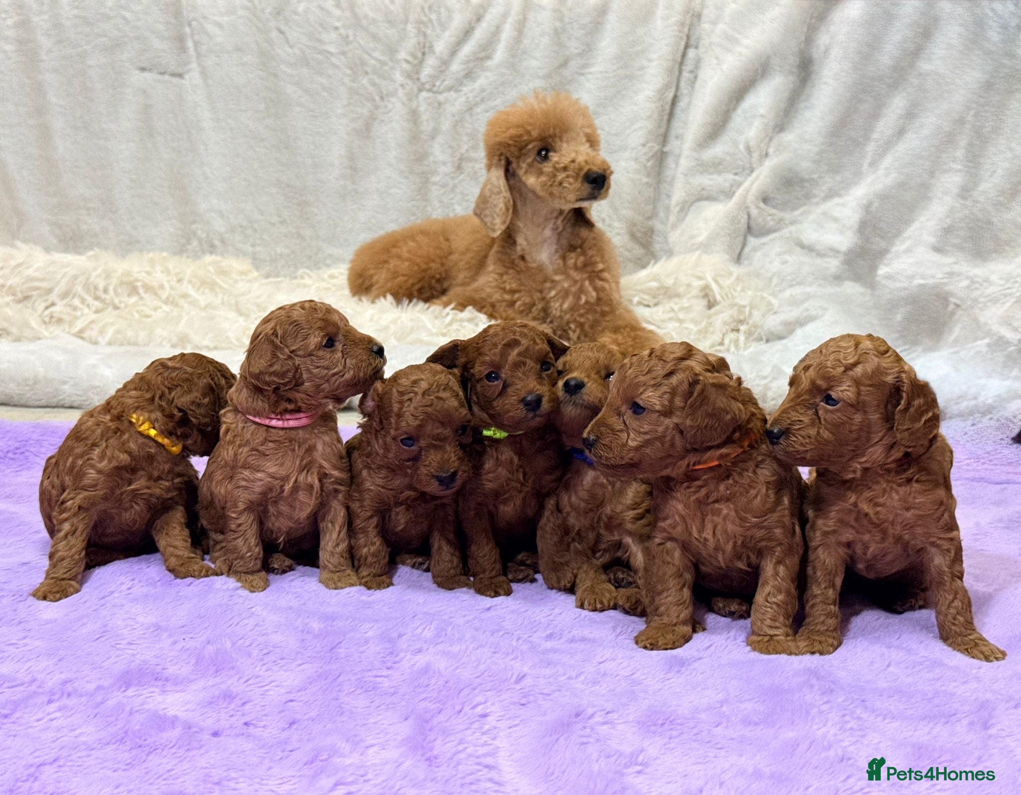 Toy Poodle dogs ❤️ Exceptional Asian Red Toy Poodle Puppies ❤️ - Advert 11