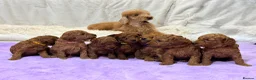 Toy Poodle dogs for sale: ❤️ Exceptional Asian Red Toy Poodle Puppies ❤️ - Advert 1