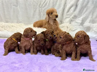 Toy Poodle dogs ❤️ Exceptional Asian Red Toy Poodle Puppies ❤️ - Advert 11