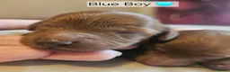 Cavapoo dogs for sale: Licensed breeder,dna clear red tiny cavapoo pups  - Advert 10