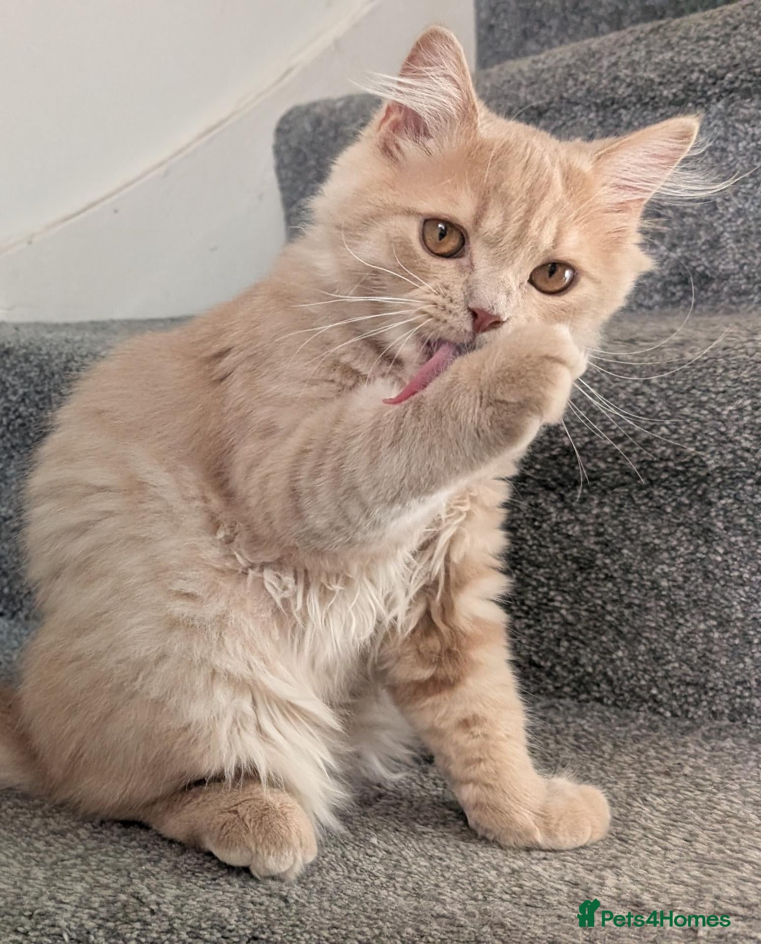 British Longhair cats Last GCCF reg British longhair kitten ready now - Advert 1