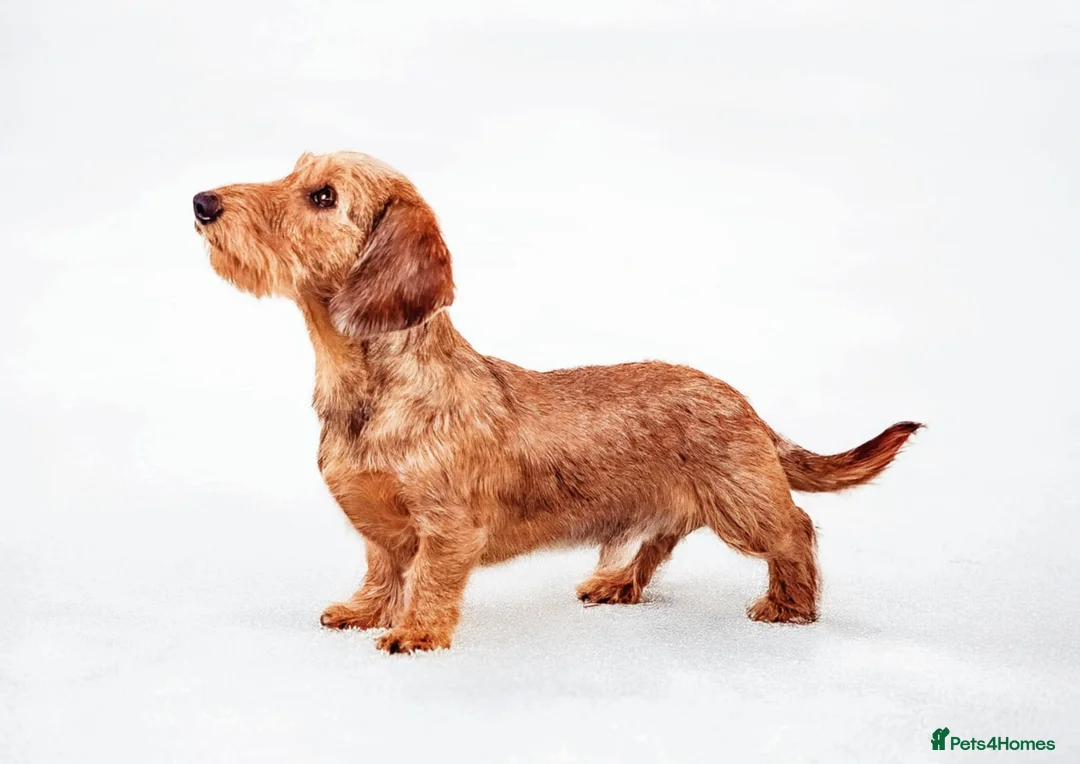 Miniature Dachshund dogs for stud: Beautiful shaded red mini wire for stud - Advert 1