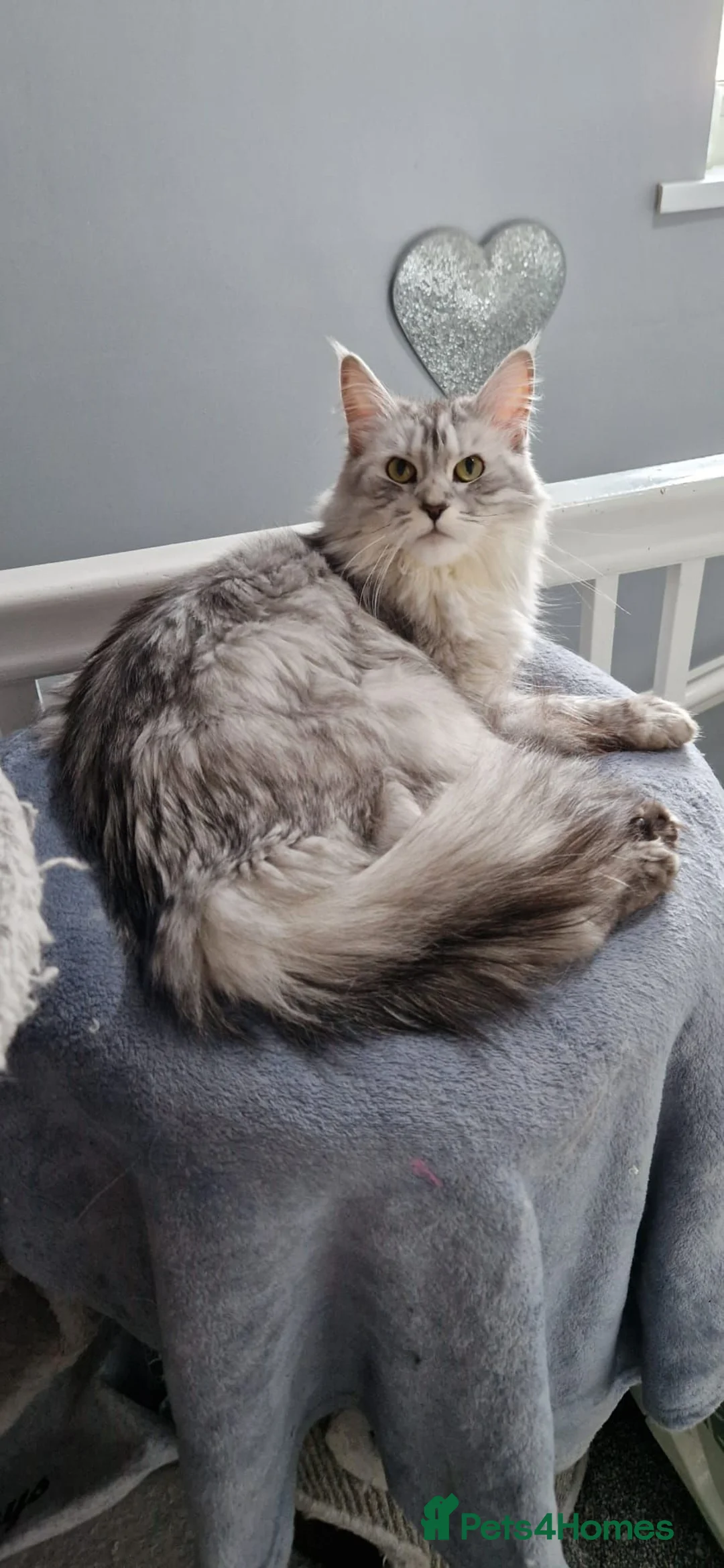 Maine Coon cats for sale: Beautiful 3 year old Female GCCF Registered  - Advert 2